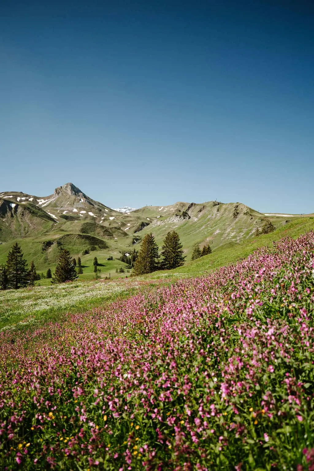 Along the Flower Trail to Hahnenmoos