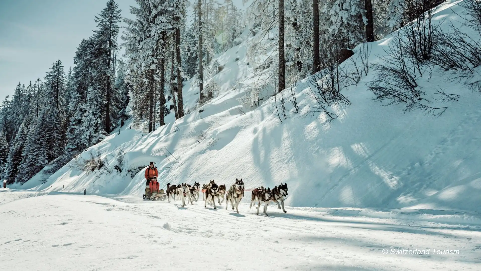 dog-sledding-switzerland