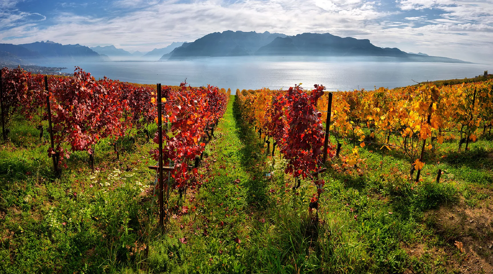 Vineyards-of-Lavaux-Switzerland