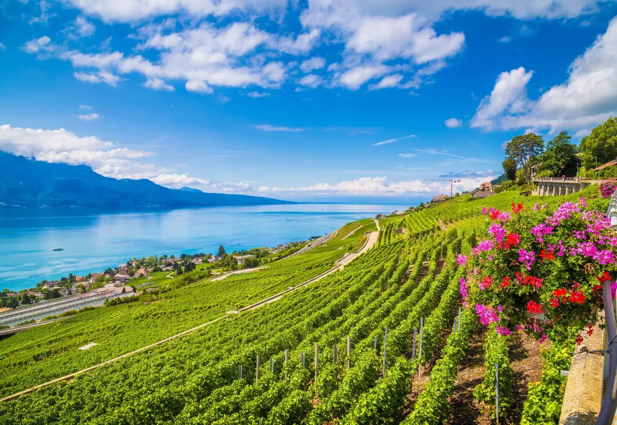 vevey-vineyards-in-Swiss