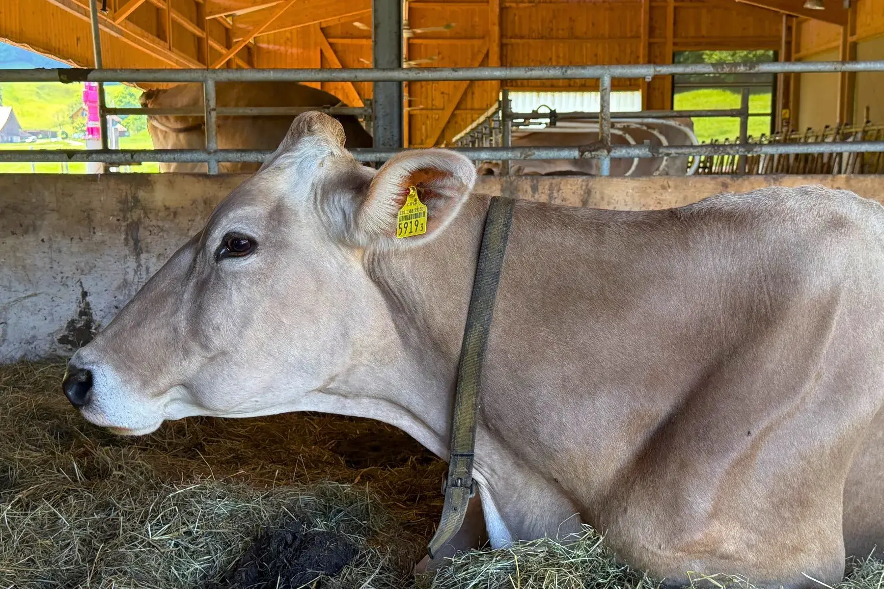 einsiedeln-cow