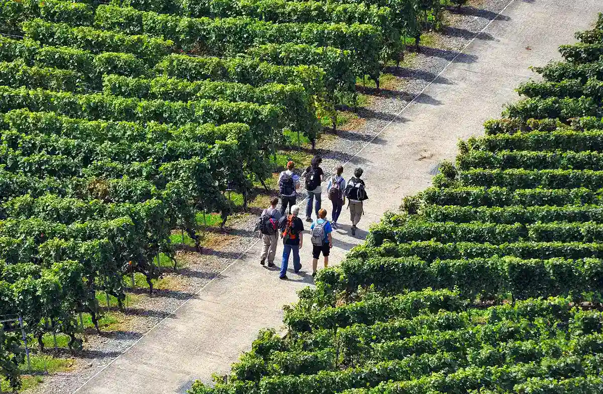 Recreational walking in vineyards of Lavaux